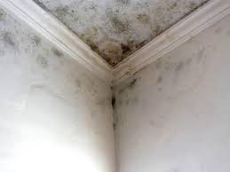 Best Air Quality Testing for Mold Spores  in Riverton, NJ